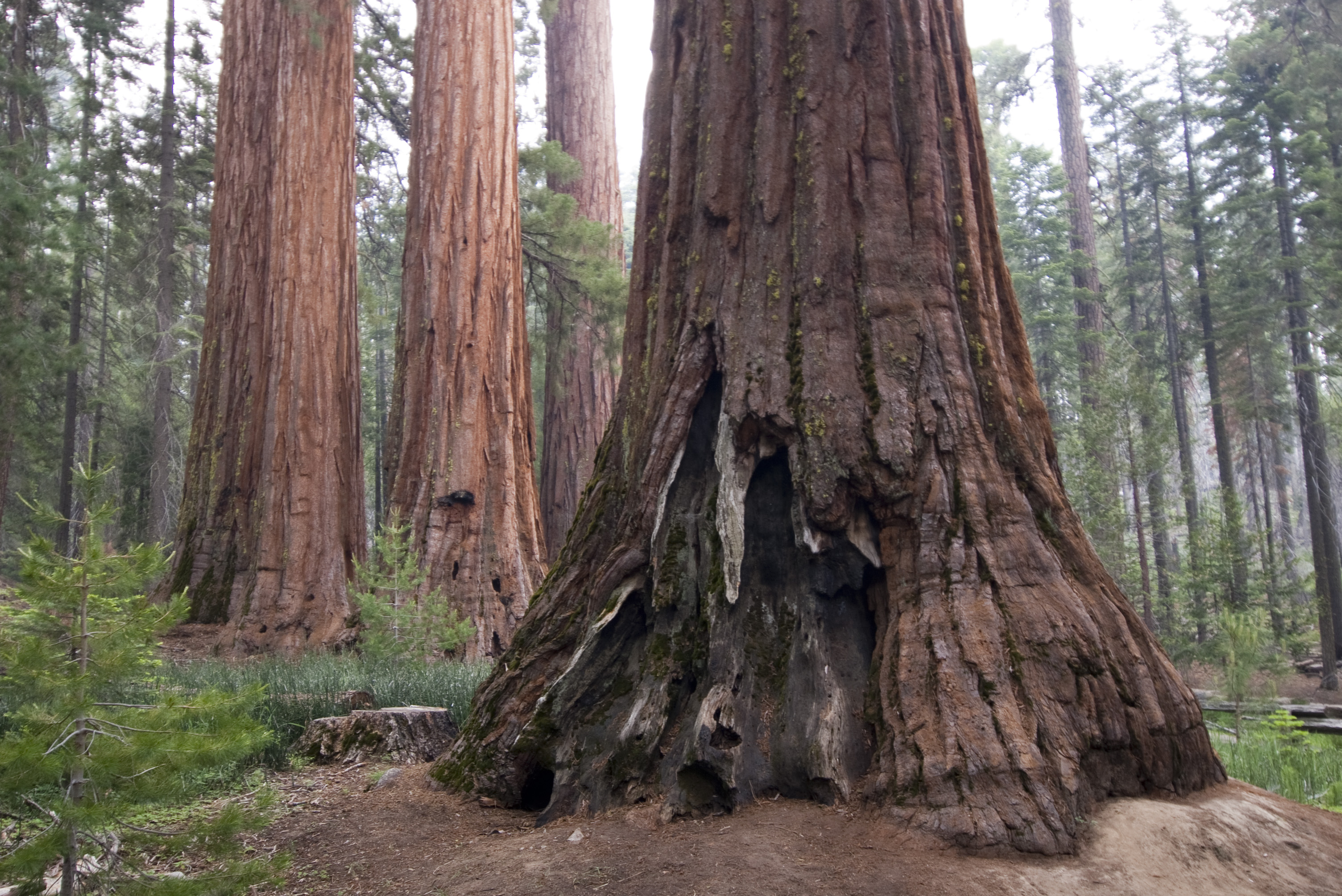 Coast Redwood дерево