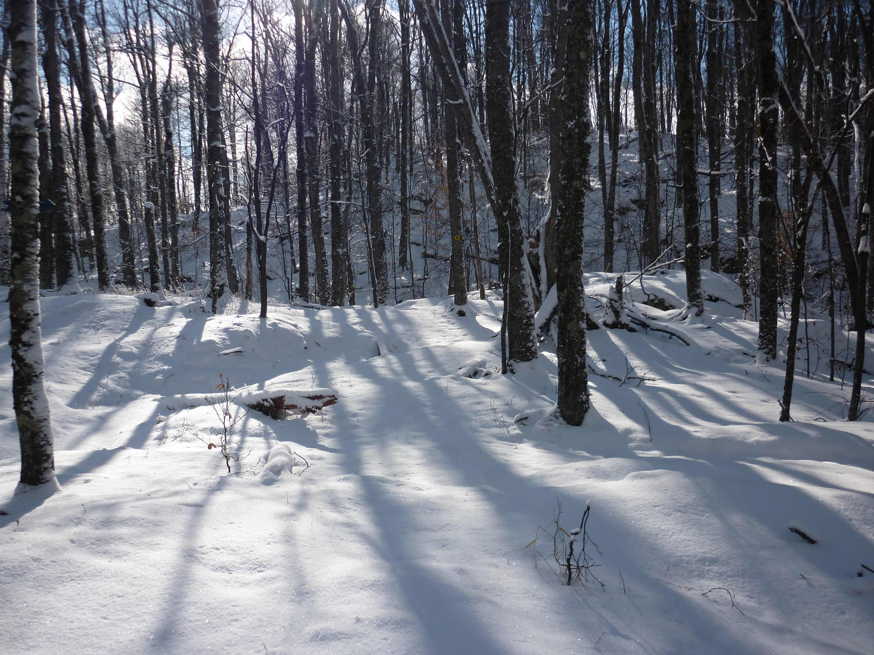 Snowy Forest Scene 3619 Stockarch Free Stock Photos