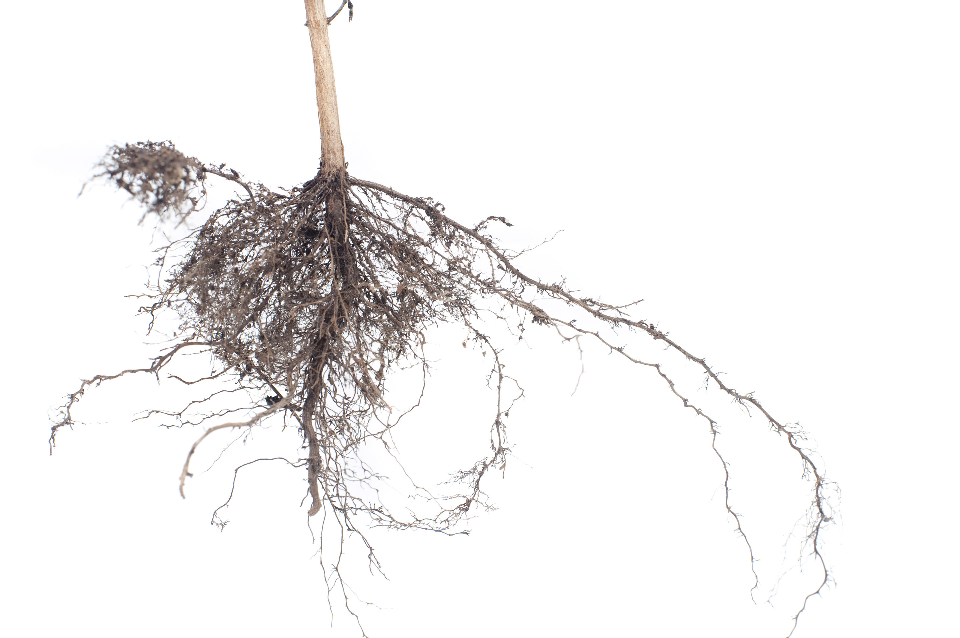 Plant root system-4161 | Stockarch Free Stock Photos