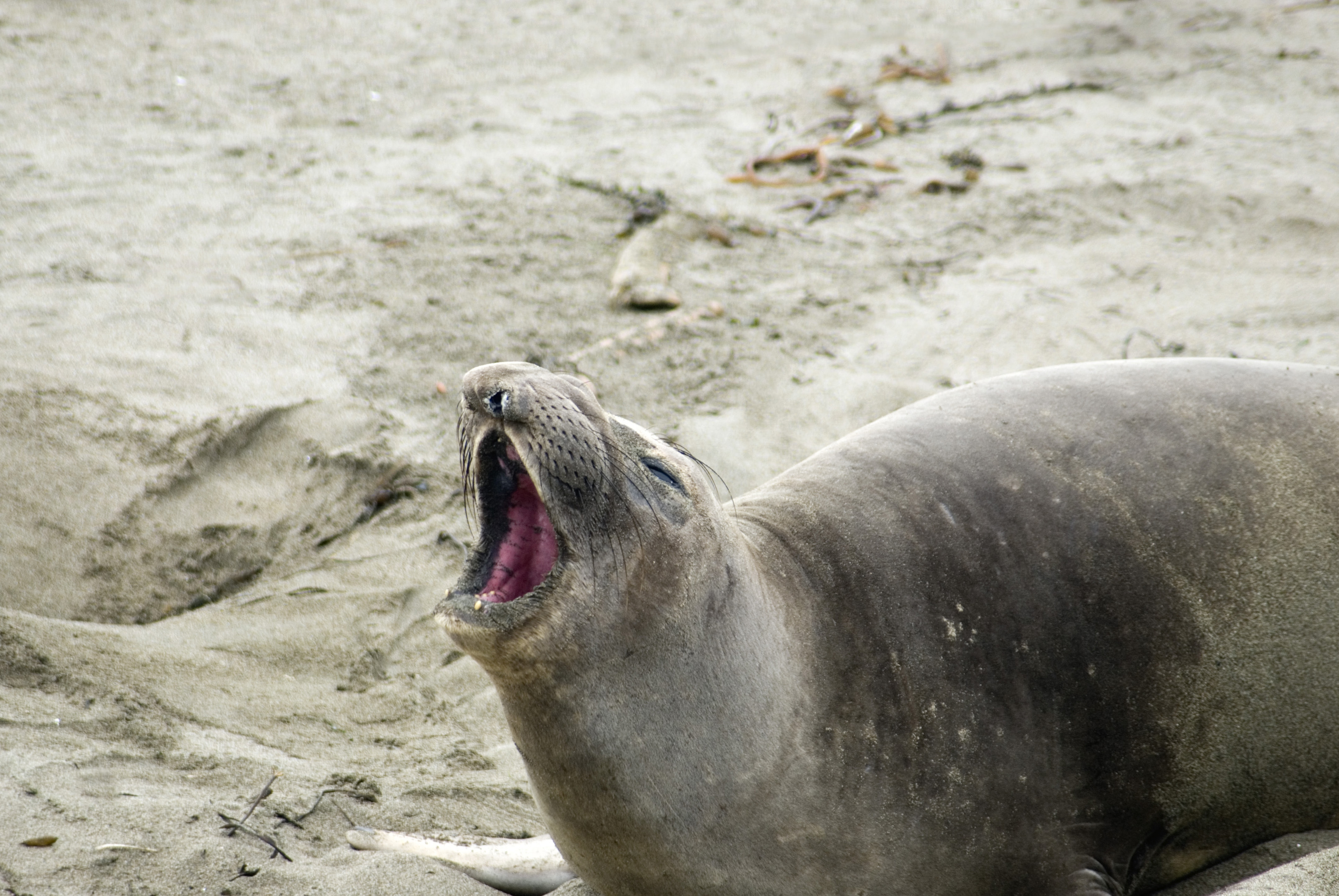 barking seal-5030 | Stockarch Free Stock Photos