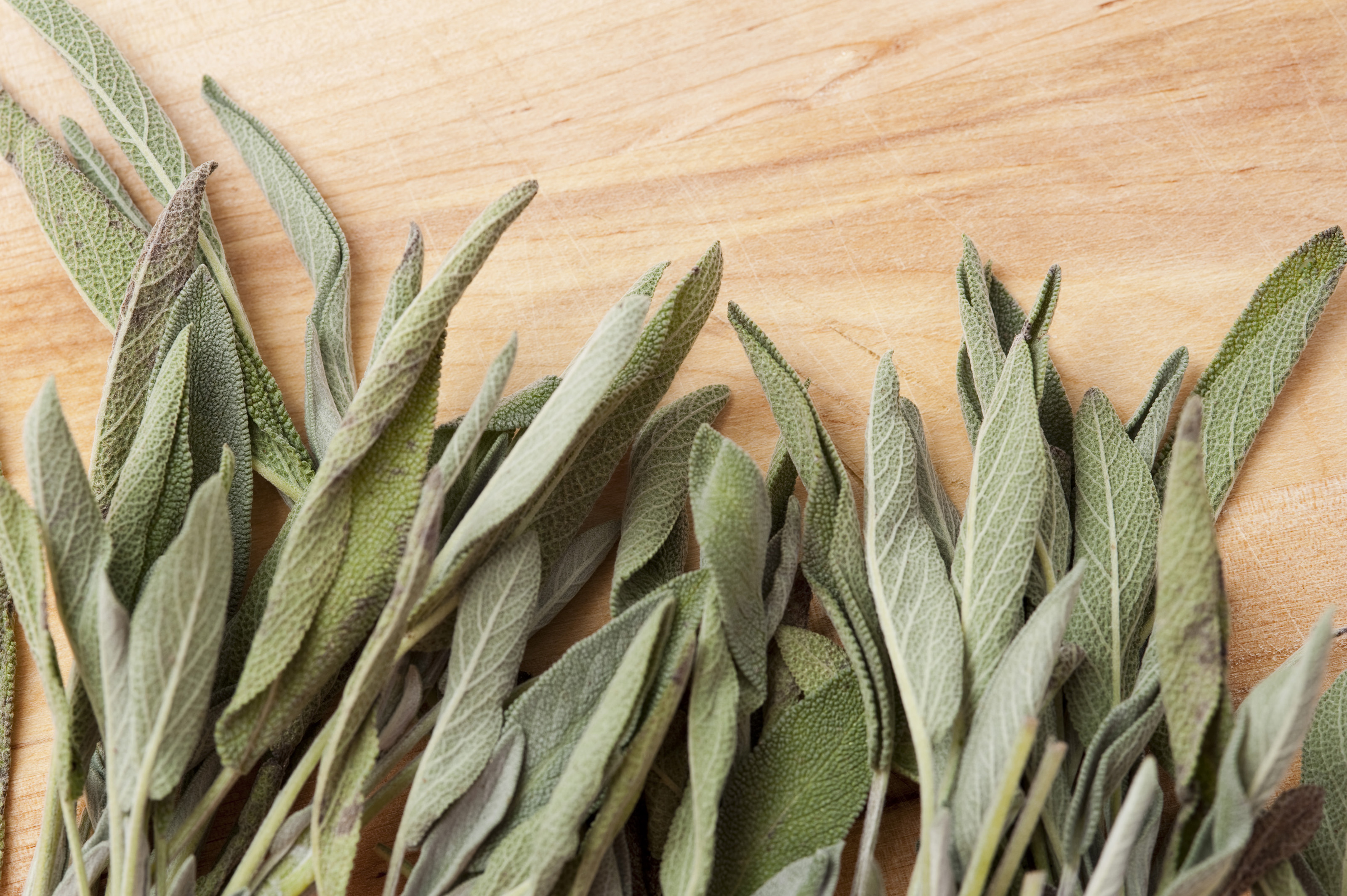 closeup-of-fresh-sage-leaves-7969-stockarch-free-stock-photo-archive