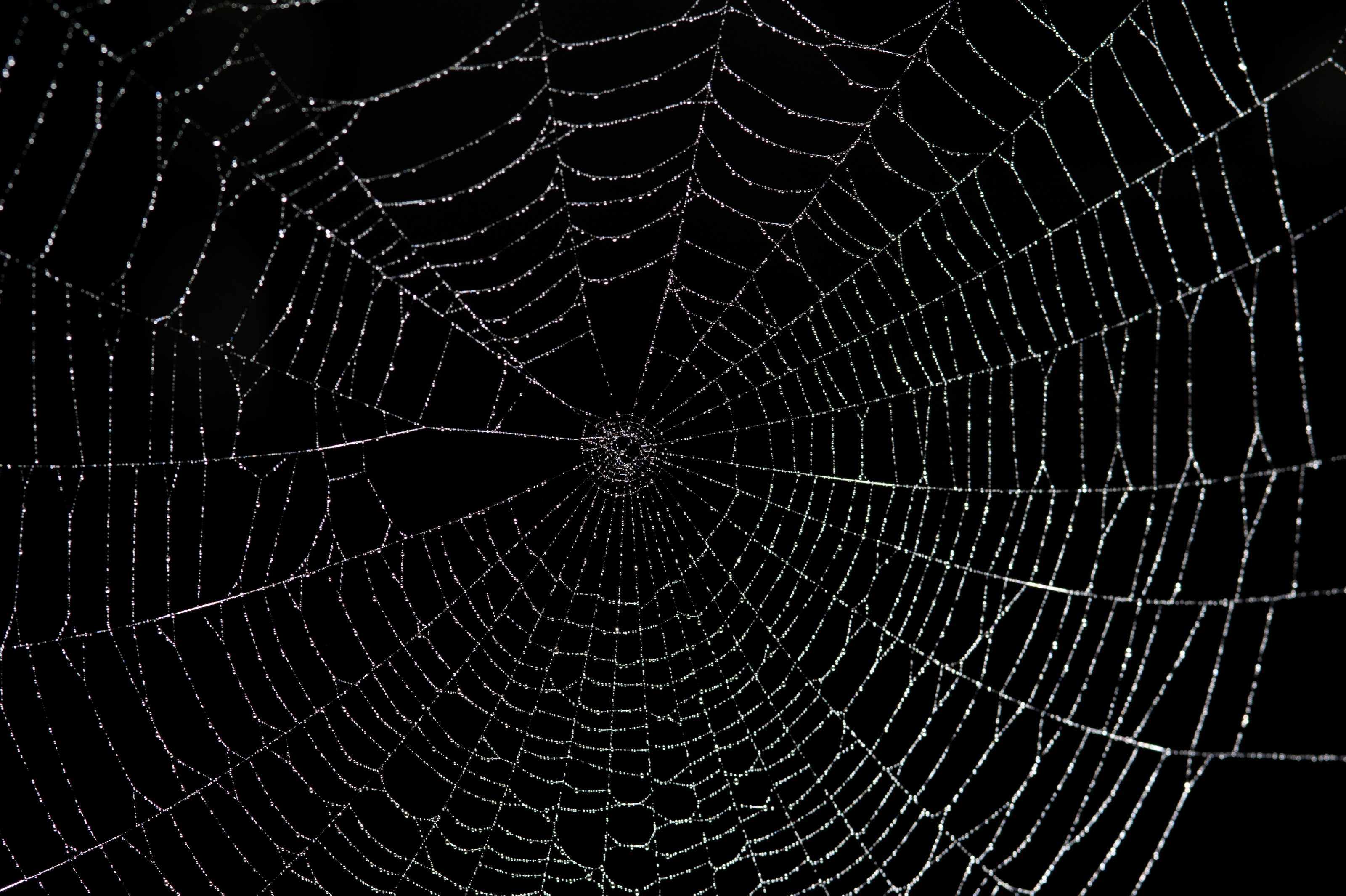 what spiders make webs on the ground