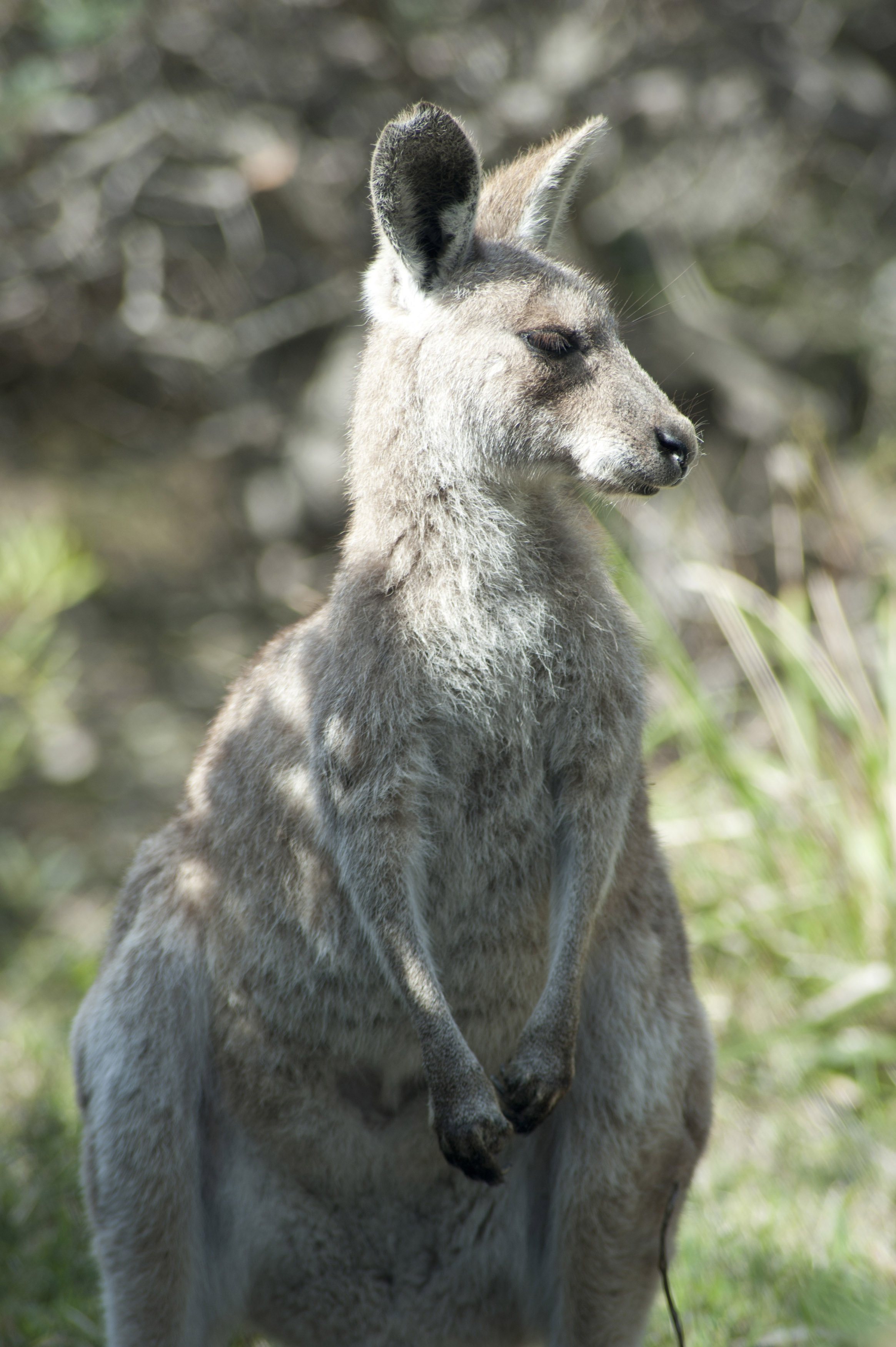 Standing Australian grey kangaroo-9750 | Stockarch Free Stock Photo Archive