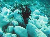 A feather star (Ophiuroidea)