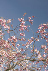 Delicate pink spring cherry blossom against a blue sky, symbolic of the changing seasons