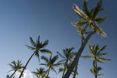 a grove of tall palm trees, Honolulu, Hawaii