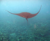manta ray glides elegantly through the water
