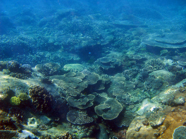 Coral_Reef3.jpg