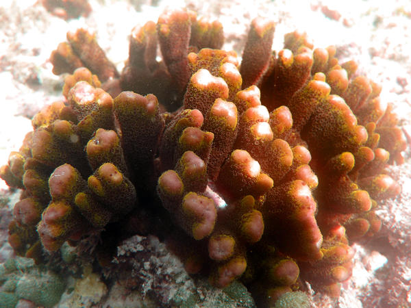 close up on coral polyps on a hard coral