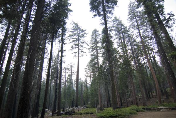 Resultado de imagen de clear forests pine