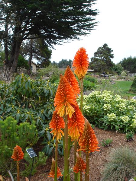 distinctive flower heads of the Kniphofia aka red hot poker of torch lily