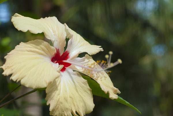 Beautiful yellow hibiscus flower with frilly edges to the petals and a scarlet throat growing outdoors in sunlight with copyspace
