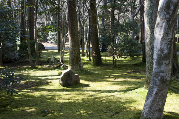 Moss covered ground in a wooded areas of the gardens around Ryoan Ji - Kyoto, Japan