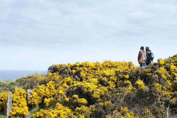 Bright colourful yellow gorse bushes growing on the Cleveland Way footpath along the Yorkshire coast with a couple of backpackers taking a healthy outdoor walk along the cliff tops