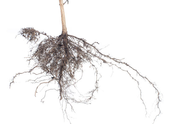 Plant root system-4161 | Stockarch Free Stock Photos