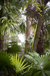 a stand of tropical rainforest fan palms