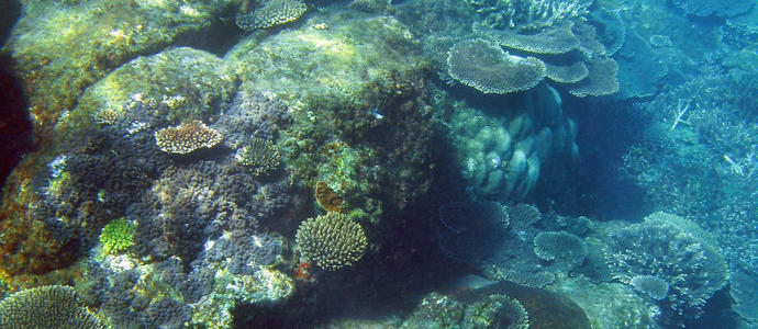 A colourful assortment of corals growing on a reef at keppel island, queensland, australia