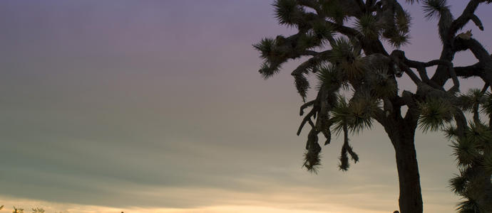 silhouette of a joshua tree in the joshua tree national park, california