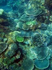 The coral underwater landscape