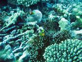 anemonefish swimming amongst a sea anemone on a coral reef