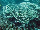 A cabbage coral and some small reef fish