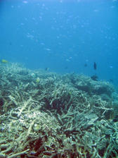 An ocean landscape of corals and schools of reef fish