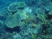 An underwater scene, and array of corals on the seafloor