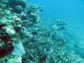 a coral bommie featuring staghorn corals an various other types of coral