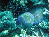 a mushroom coral on australis great barrrier reef