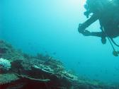a scuba diver exploring the underwater world