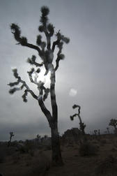 abstract lens effect of rain with the backlit silhouette of a joshua tree