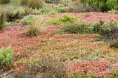 Background of delicately coloured marsh plants in a wetlands habitat