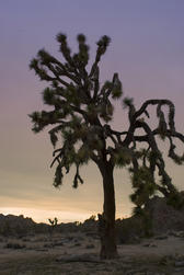 silhouette landscape of joshua tree national park with a colorful sunset gaadient sky