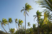 Grove of tall palm trees with their fronds waving in the breeze against blue sky symbolic of a tropical vacation
