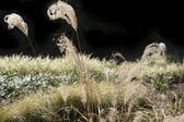 Botanical background of flowering wild grasses with feathery inflorescences in grassland against a dark background