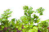 Fresh coriander leaves, or Coriandrum sativum, an aromatic herb used as a garnish and flavouring in cooking
