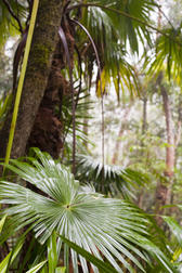 a background of moist rainforest fan palms