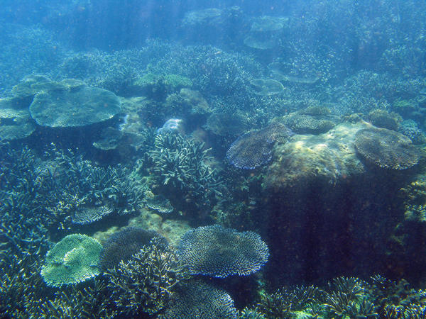 The ocean floor in tropical waters is teeming with corals