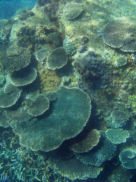 hard corals growing into plate formations