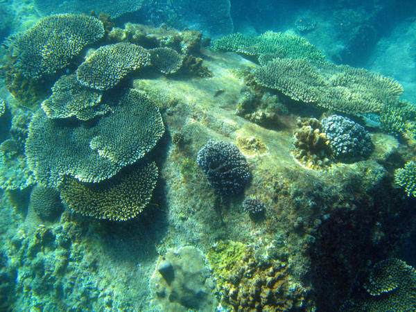 hard corals growing into plate formations