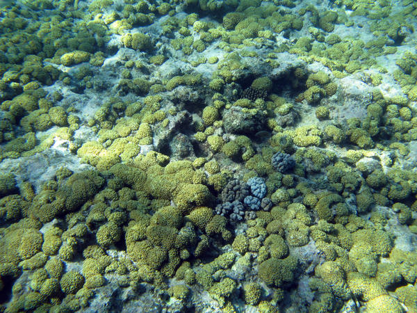 unusual surface of the sea bed covered in corals