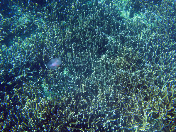 A small jellyfish with a background of corals