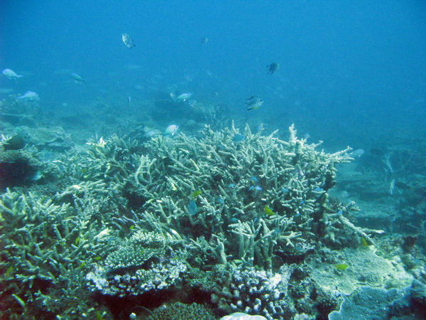 Australias Great Barrier reef teeming with schools of reef fish