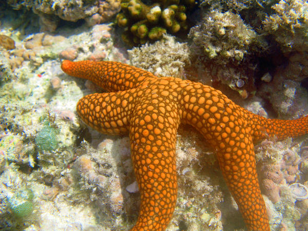 A bright orange coloured starfish