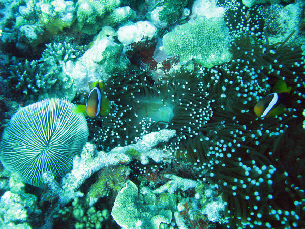 anemonefish swimming amongst a sea anemone on a coral reef