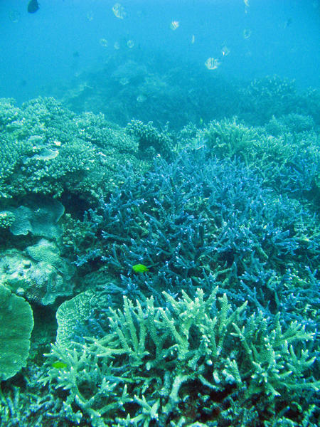 fish and corals living on a coral bommie
