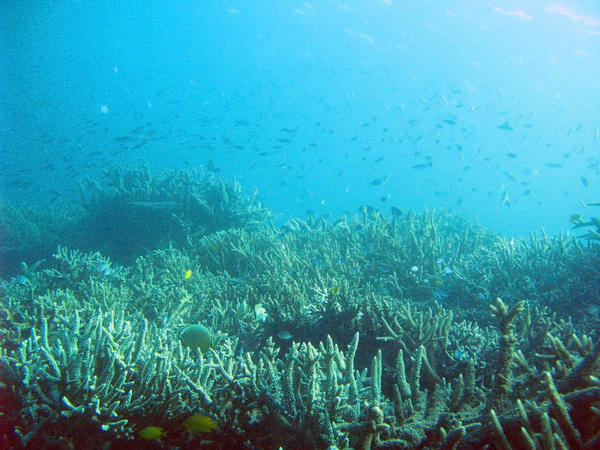 Australias Great Barrier reef teeming with schools of reef fish