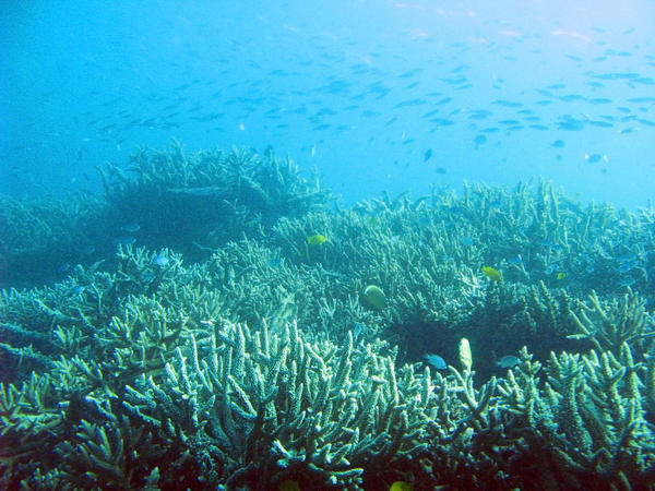 An ocean landscape of corals and shoals of reef fish