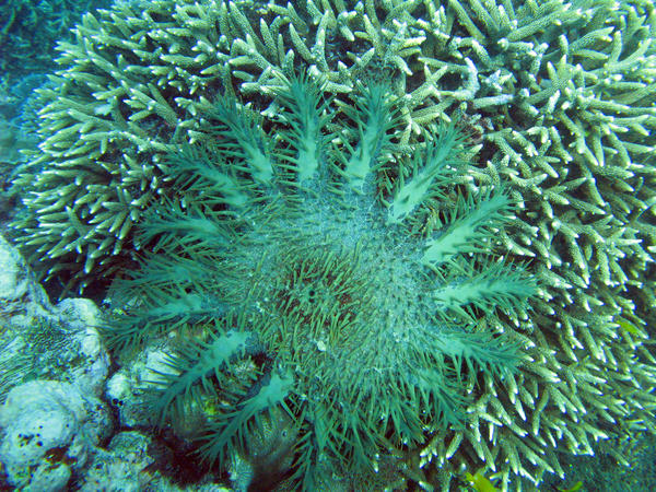 Acanthaster planci - Crown of thorns starfish feeding on coral polyps