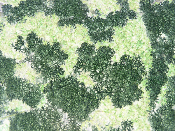 unusal macro background image of green coloured litchen